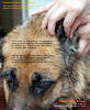 Painful ears, old big breeds, German Shepherd, Alsatian need proper sedation, ear irrigation. Toa Payoh Vets