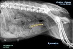 pyometra, pus in uterus, vagina, miniature schnauzer, toapayohvets, singapore