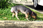 Old, male, not neutered, silkie terrier, massive perineal hernias, repair, toapayohvets, singapore