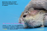 roborovoski dwarf hamster. A vet  diagnosed "bruised". very fast-growing tumour. Toa Payoh Vets