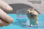 roborovoski dwarf hamster. A vet  diagnosed "bruised". very fast-growing tumour. Toa Payoh Vets