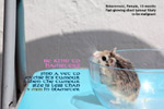 roborovoski dwarf hamster. A vet  diagnosed "bruised". very fast-growing tumour. Toa Payoh Vets