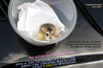 roborovoski dwarf hamster. A vet  diagnosed "bruised". very fast-growing tumour. Toa Payoh Vets