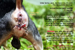 Old, male, not neutered, silkie terrier, massive perineal hernias, repair, toapayohvets, singapore