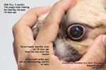 shih tzu puppy eye ulcer heals well 30 days after tarsorrhaphy toapayohvets singapore 