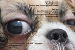 shih tzu puppy 3 months rubbing eye ulceration injury tarsorrhaphy toapayohvets