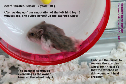 dwarf hamster cyst