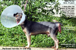 Old, male, not neutered, silkie terrier, massive perineal hernias, repair, toapayohvets, singapore