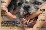 Five oral tumours or three in this old Shih Tzu? toapayohvets, singapore