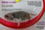 dwarf hamster, 2 years, small leg pimple to huge bony tumour in 4 weeks, amputation,toapayohvets