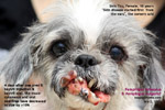 pemphigus foliaceus, vulgaris, auto-immune disease, shih tzu, female, 10 years, toapayohvets, singapore