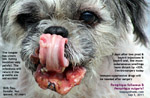 pemphigus foliaceus, vulgaris, auto-immune disease, shih tzu, female, 10 years, toapayohvets, singapore