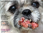 pemphigus foliaceus, vulgaris, auto-immune disease, shih tzu, female, 10 years, toapayohvets, singapore