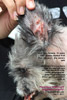 pemphigus foliaceus, vulgaris, auto-immune disease, shih tzu, female, 10 years, toapayohvets, singapore