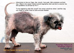 pemphigus foliaceus, vulgaris, auto-immune disease, shih tzu, female, 10 years, toapayohvets, singapore