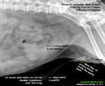 Miniature Schnauzer, not neutered, male, 8 years, small urinary stones, x-ray, dysuria, toapayohvets, singapore