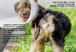 Neuter your male dog to reduce chances of perineal hernia developing during old age. Toa Payoh Vets, Singapore