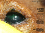corneal dystrophy, ulcers, eyelid melanomas - miniature pinscher, 9 years, toapayohvets, singapore