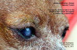 corneal dystrophy, ulcers, eyelid melanomas - miniature pinscher, 9 years, toapayohvets, singapore