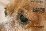 corneal dystrophy, ulcers, eyelid melanomas - miniature pinscher, 9 years, toapayohvets, singapore