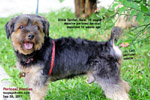 Neuter your male dog to reduce chances of perineal hernia developing during old age. Toa Payoh Vets, Singapore