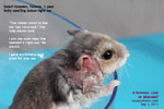 dwarf hamster, big cyst, 2 encapsulated abscesses, excised, toapayohvets, singapore, zoletil, isoflurane