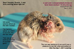 dwarf hamster, big cyst, 2 encapsulated abscesses, excised, toapayohvets, singapore, zoletil, isoflurane