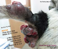 16 years old fox terrier, not neutered, male, circum-anal, tail gland tumours, toapayohvets, singapore