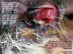 Inflamed area and pus above the cyst area 7 days after cyst excision, dwarf hamster, toapayohvets, singapore