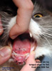 kitten_tongue_cut_toapayohvets.jpg