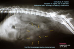 http://www.kongyuensing.com/pic/20120720tn_pyometra_chihuahua_x-ray_toapayohvets.jpg