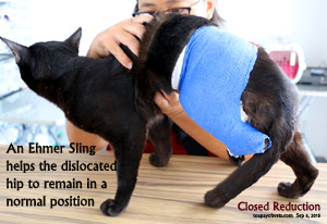 closed reduction hip dislocation cat toa payoh vets singapore