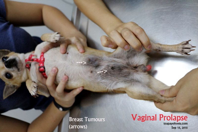 when to spay a female puppy