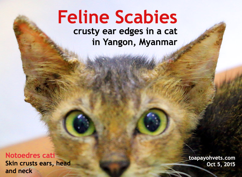 Scabies On Cats Ears toxoplasmosis
