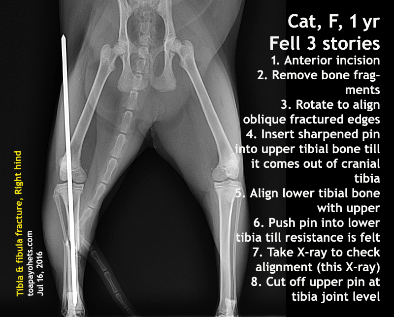 cat tibia and fibula