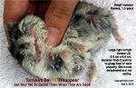 Dwarf hamster tumours. Get your vet to remove them when they are very small. they grow bigger everyday. toa payoh vets