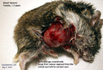 Dwarf hamster tumours. Get your vet to remove them when they are very small. they grow bigger everyday. toa payoh vets