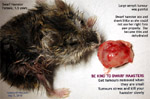 Dwarf hamster tumours. Get your vet to remove them when they are very small. they grow bigger everyday. toa payoh vets